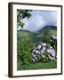 Hydrangeas in Bloom, Island of Sao Miguel, Azores, Portugal-David Lomax-Framed Photographic Print