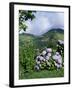 Hydrangeas in Bloom, Island of Sao Miguel, Azores, Portugal-David Lomax-Framed Photographic Print