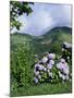 Hydrangeas in Bloom, Island of Sao Miguel, Azores, Portugal-David Lomax-Mounted Photographic Print