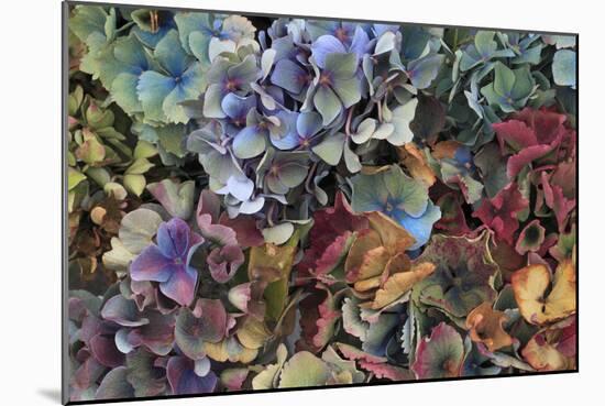 Hydrangeas in Garden, Portland, Oregon, USA-Jaynes Gallery-Mounted Photographic Print