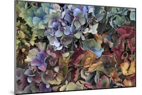 Hydrangeas in Garden, Portland, Oregon, USA-Jaynes Gallery-Mounted Photographic Print