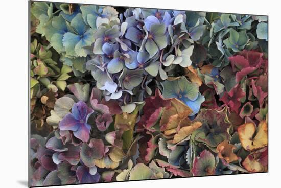 Hydrangeas in Garden, Portland, Oregon, USA-Jaynes Gallery-Mounted Photographic Print