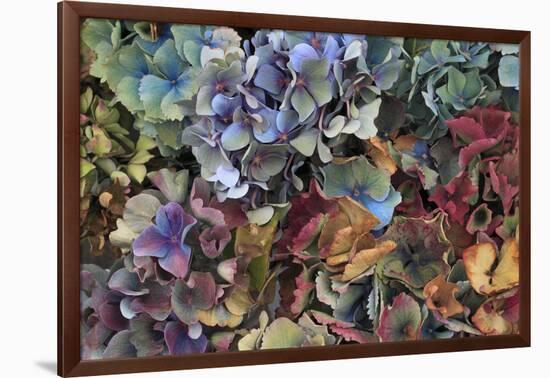 Hydrangeas in Garden, Portland, Oregon, USA-Jaynes Gallery-Framed Photographic Print