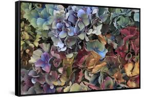 Hydrangeas in Garden, Portland, Oregon, USA-Jaynes Gallery-Framed Stretched Canvas