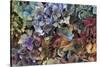 Hydrangeas in Garden, Portland, Oregon, USA-Jaynes Gallery-Stretched Canvas