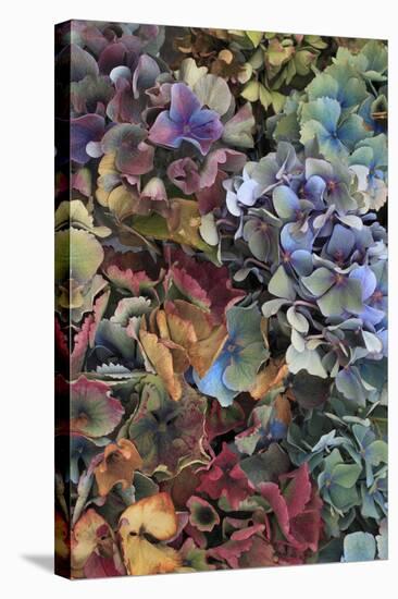 Hydrangeas in Garden, Portland, Oregon, USA-Jaynes Gallery-Stretched Canvas