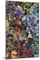 Hydrangeas in Garden, Portland, Oregon, USA-Jaynes Gallery-Mounted Photographic Print