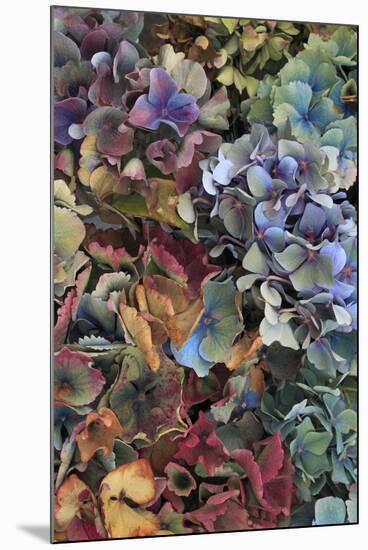 Hydrangeas in Garden, Portland, Oregon, USA-Jaynes Gallery-Mounted Photographic Print