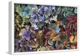 Hydrangeas in Garden, Portland, Oregon, USA-Jaynes Gallery-Framed Photographic Print