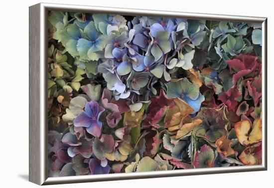 Hydrangeas in Garden, Portland, Oregon, USA-Jaynes Gallery-Framed Photographic Print