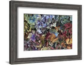 Hydrangeas in Garden, Portland, Oregon, USA-Jaynes Gallery-Framed Photographic Print