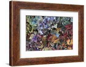 Hydrangeas in Garden, Portland, Oregon, USA-Jaynes Gallery-Framed Photographic Print