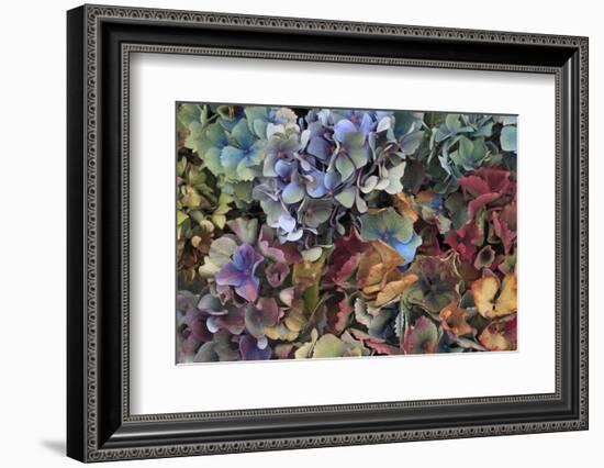 Hydrangeas in Garden, Portland, Oregon, USA-Jaynes Gallery-Framed Photographic Print