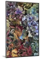 Hydrangeas in Garden, Portland, Oregon, USA-Jaynes Gallery-Mounted Photographic Print