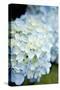 Hydrangeas IV-Karyn Millet-Stretched Canvas