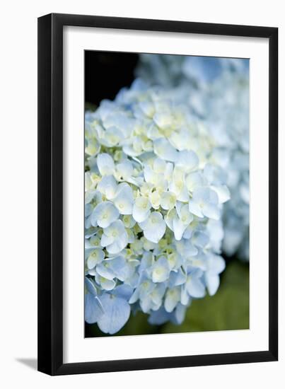 Hydrangeas IV-Karyn Millet-Framed Photographic Print