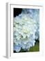 Hydrangeas IV-Karyn Millet-Framed Photographic Print