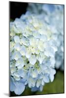 Hydrangeas IV-Karyn Millet-Mounted Photographic Print