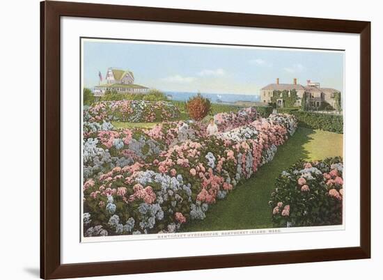 Hydrangeas, Nantucket, Massachusetts-null-Framed Premium Giclee Print