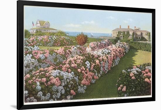 Hydrangeas, Nantucket, Massachusetts-null-Framed Art Print