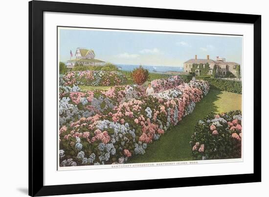 Hydrangeas, Nantucket, Massachusetts-null-Framed Art Print
