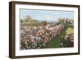 Hydrangeas, Nantucket, Massachusetts-null-Framed Art Print