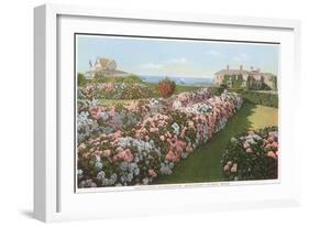 Hydrangeas, Nantucket, Massachusetts-null-Framed Art Print