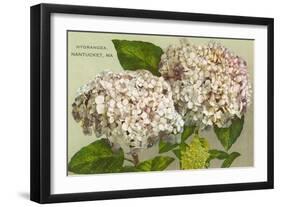 Hydrangeas, Nantucket, Massachusetts-null-Framed Art Print