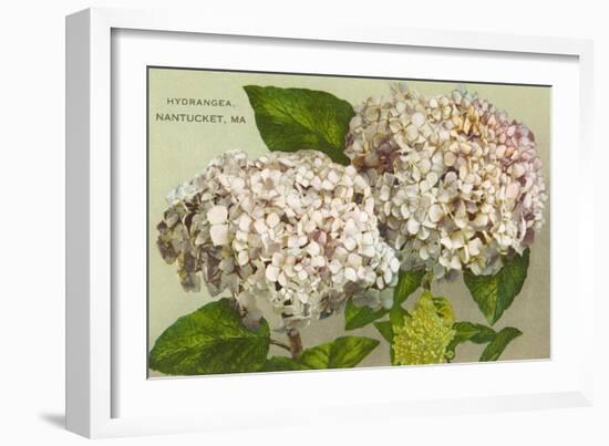 Hydrangeas, Nantucket, Massachusetts-null-Framed Art Print