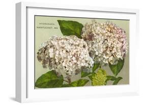 Hydrangeas, Nantucket, Massachusetts-null-Framed Art Print