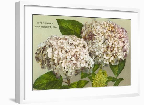 Hydrangeas, Nantucket, Massachusetts-null-Framed Art Print