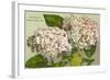 Hydrangeas, Nantucket, Massachusetts-null-Framed Art Print