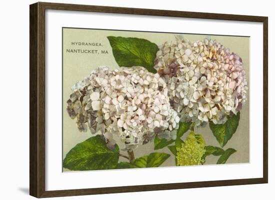 Hydrangeas, Nantucket, Massachusetts-null-Framed Art Print