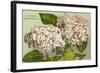 Hydrangeas, Nantucket, Massachusetts-null-Framed Art Print