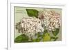 Hydrangeas, Nantucket, Massachusetts-null-Framed Premium Giclee Print