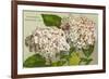 Hydrangeas, Nantucket, Massachusetts-null-Framed Premium Giclee Print