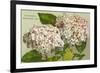 Hydrangeas, Nantucket, Massachusetts-null-Framed Premium Giclee Print