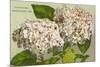 Hydrangeas, Nantucket, Massachusetts-null-Mounted Premium Giclee Print