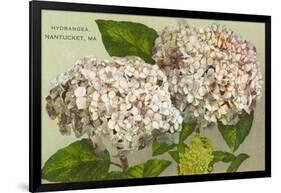 Hydrangeas, Nantucket, Massachusetts-null-Framed Art Print