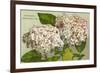 Hydrangeas, Nantucket, Massachusetts-null-Framed Art Print