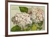 Hydrangeas, Nantucket, Massachusetts-null-Framed Art Print