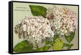 Hydrangeas, Nantucket, Massachusetts-null-Framed Stretched Canvas