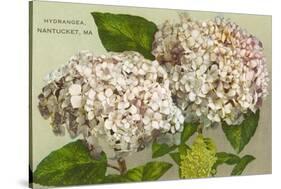 Hydrangeas, Nantucket, Massachusetts-null-Stretched Canvas