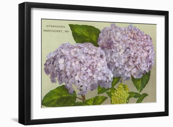 Hydrangeas, Nantucket, Massachusetts-null-Framed Art Print