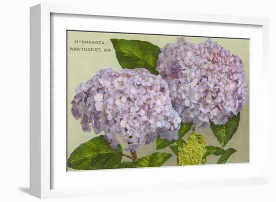 Hydrangeas, Nantucket, Massachusetts-null-Framed Art Print