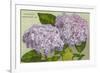 Hydrangeas, Nantucket, Massachusetts-null-Framed Premium Giclee Print