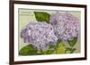 Hydrangeas, Nantucket, Massachusetts-null-Framed Premium Giclee Print