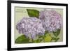 Hydrangeas, Nantucket, Massachusetts-null-Framed Premium Giclee Print