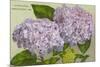 Hydrangeas, Nantucket, Massachusetts-null-Mounted Premium Giclee Print