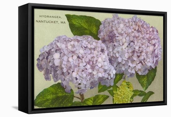 Hydrangeas, Nantucket, Massachusetts-null-Framed Stretched Canvas